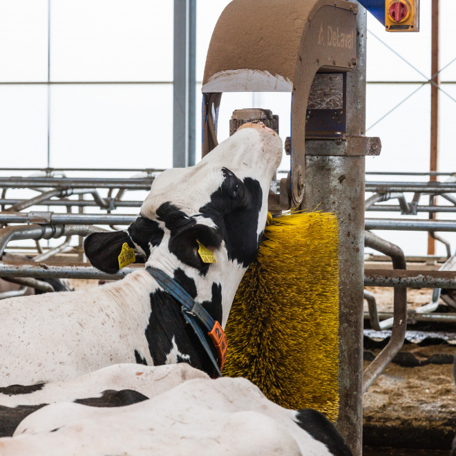 ILU Teil A Agrarinvestitionsförderungsprogramm Thüringen (im Bild: eine Kuh genießt eine Kuhbürste im Stall)