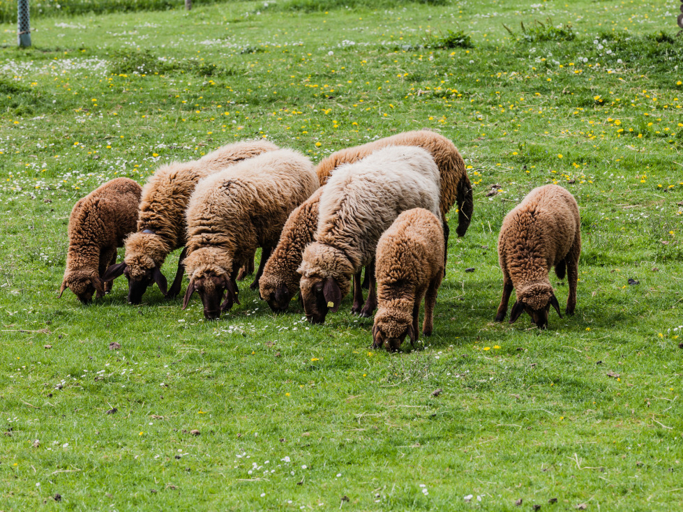 Förderung von kleinen Investitionen spezifischer landwirtschaftlicher Produktionsrichtungen (ILU Teil B) (im Bild: Schafe)