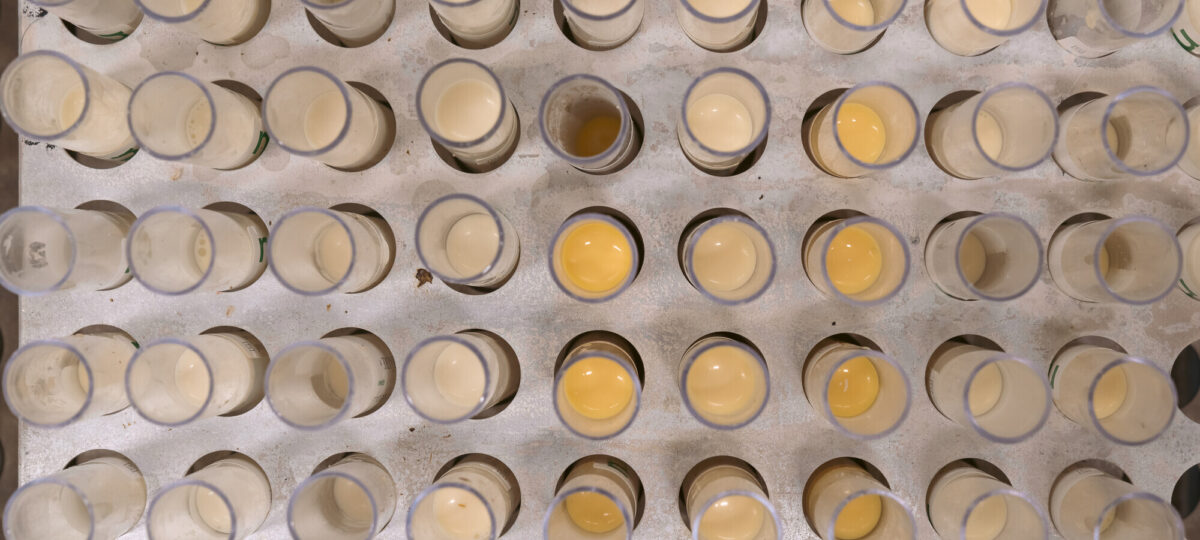 Projekt „MastiSelect“: Beprobung.