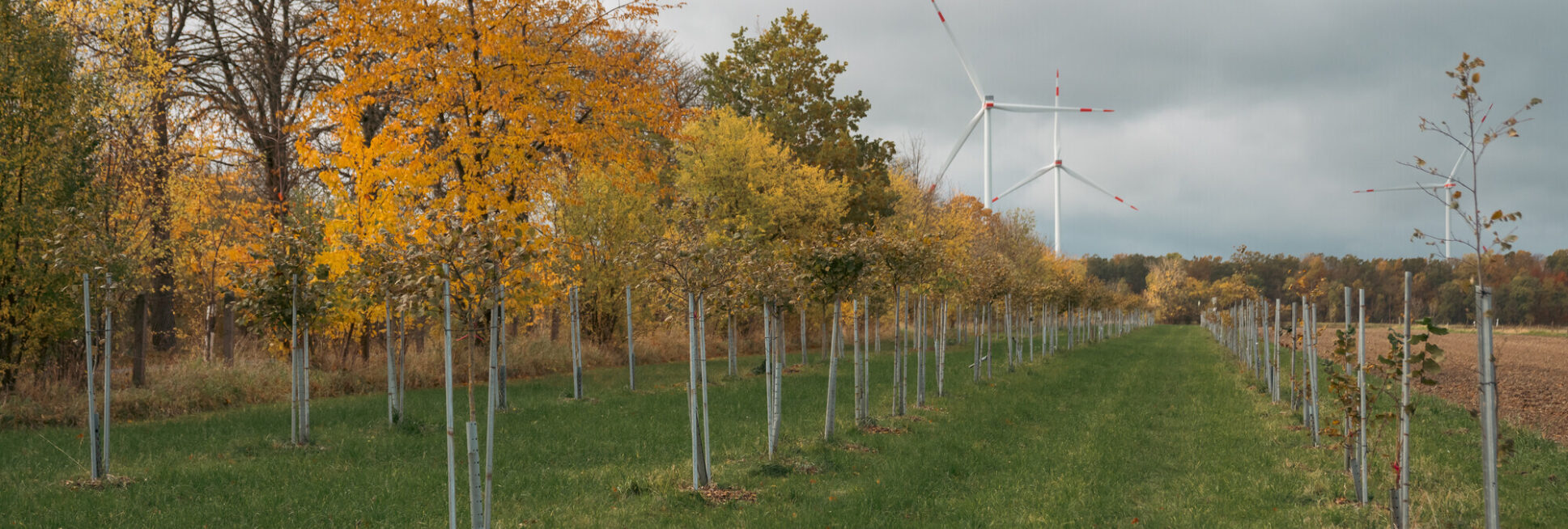 Im Projekt "Inno-Hasel Thüringen II" wird der Haselnussanbau in Thüringen praktisch erprobt. Im Bild eine Haselnussplantage.