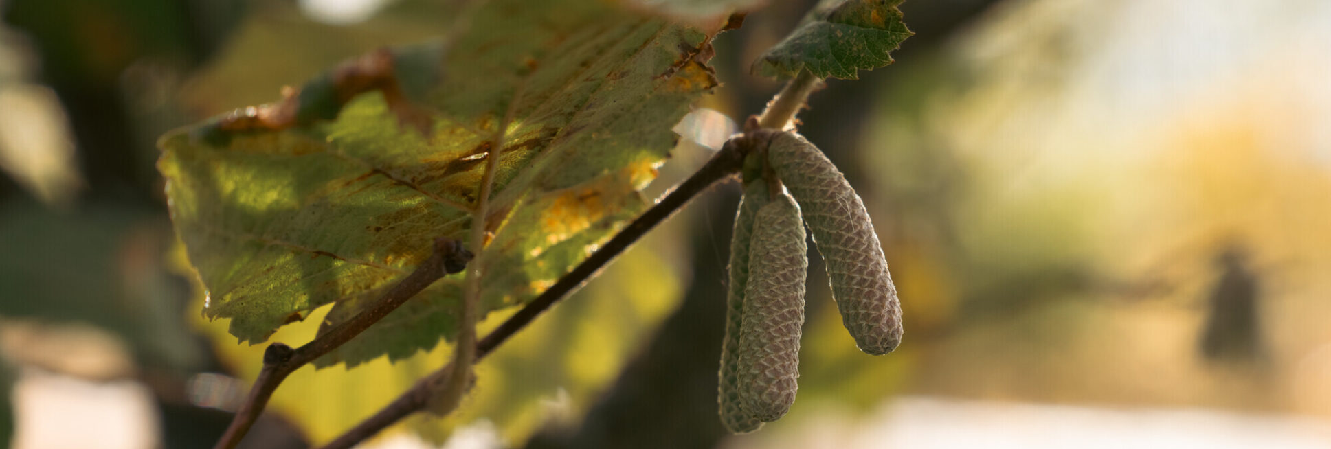 Im Projekt "Inno-Hasel Thüringen II" wird der Haselnussanbau in Thüringen praktisch erprobt.