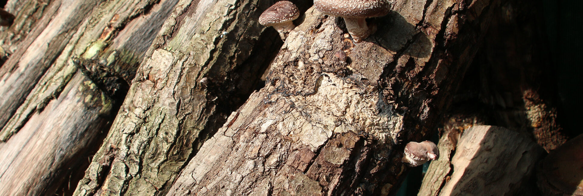 Die Pilze wachsen an sogenannten Pilzhölzern, denn ANja Kolbe-Nelde möchte Pilze so anbauen, wie es wirklich in der freien Natur im Wald passiert.