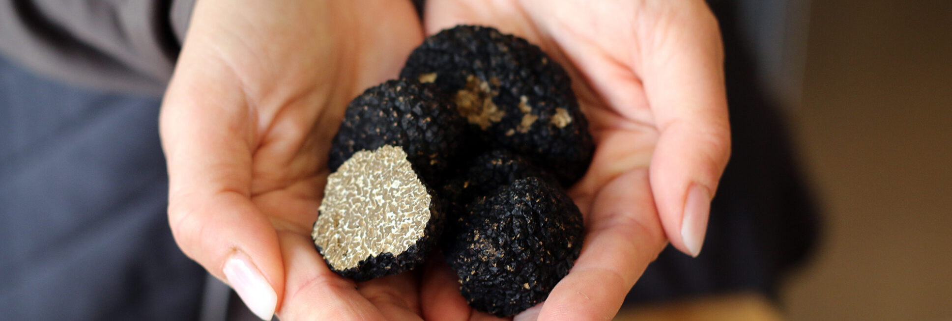 In Thüringen wächst die Burgundertrüffel der Art "Tuber aestivurn".