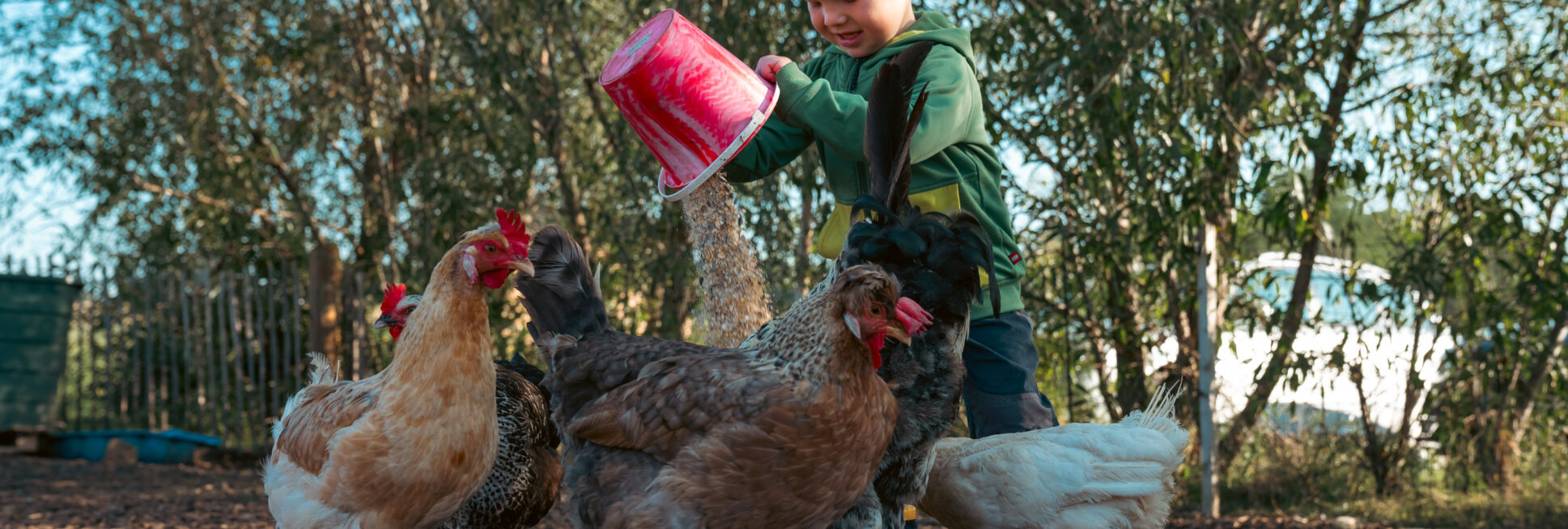 Impressionen vom Biohof Scharf, einem Teilnehmer im Projekt Lernort Bauernhof.