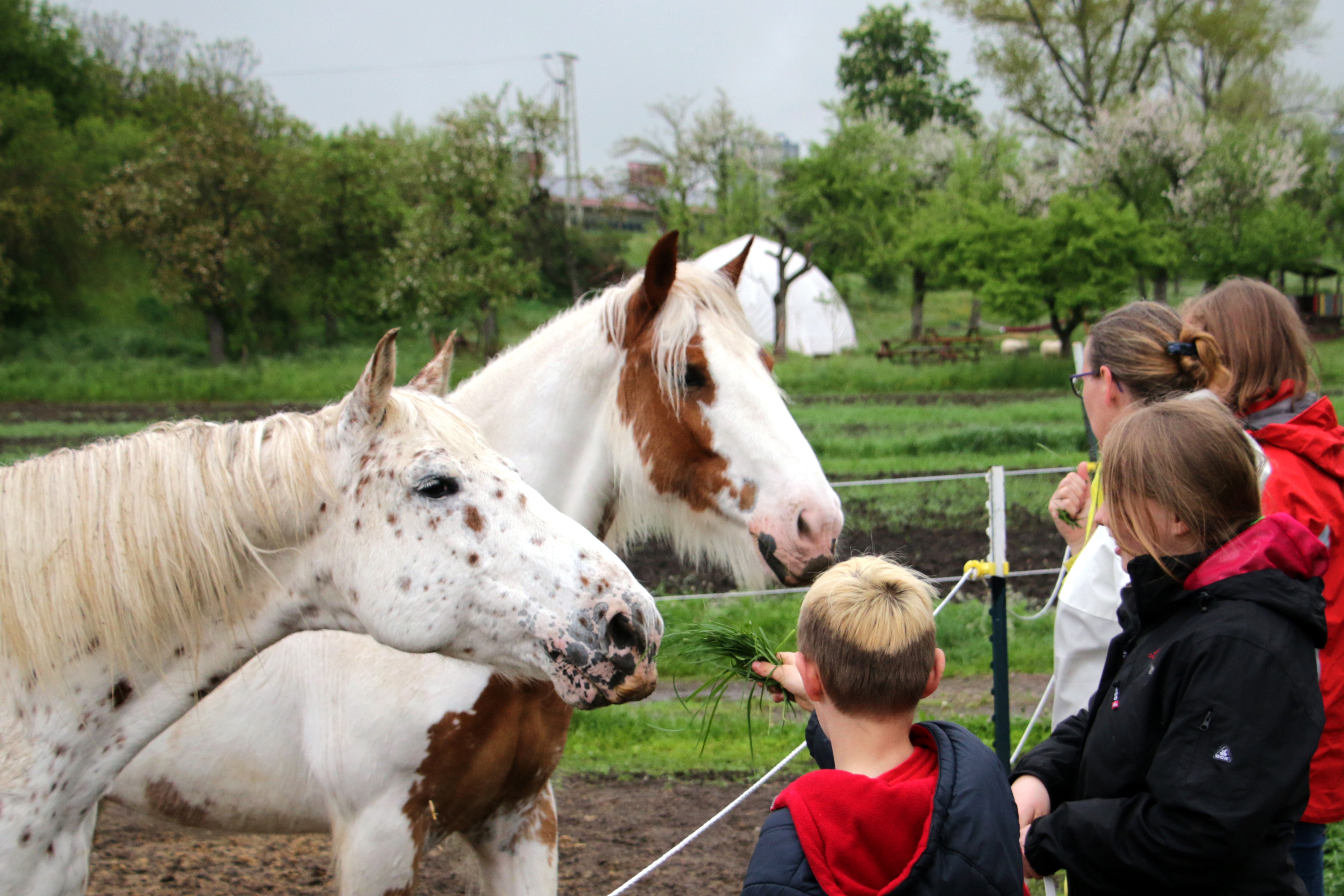 Schulklasse steht bei Pferden an einer Koppel.