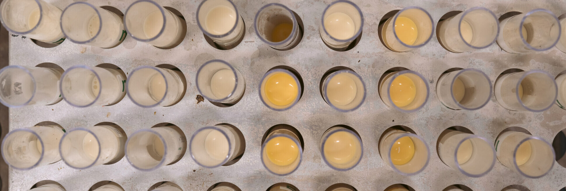 Projekt „MastiSelect“: Beprobung.