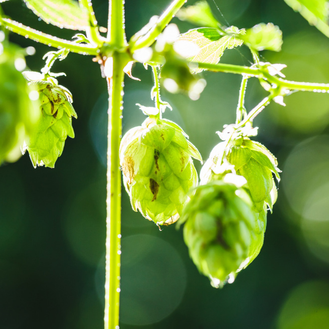 Investitionen zur Unterstützung des ökologischen Landbaus (im Bild: Detailaufnahme Hopfen)