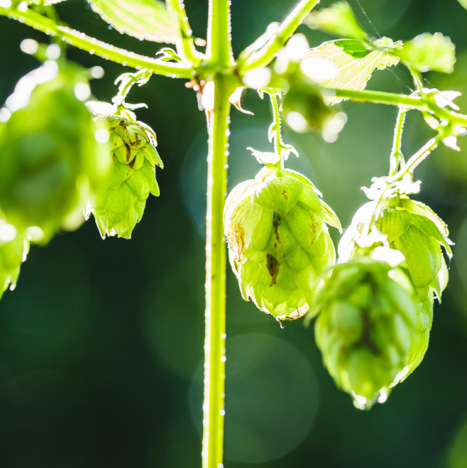 Investitionen zur Unterstützung des ökologischen Landbaus (im Bild: Detailaufnahme Hopfen)