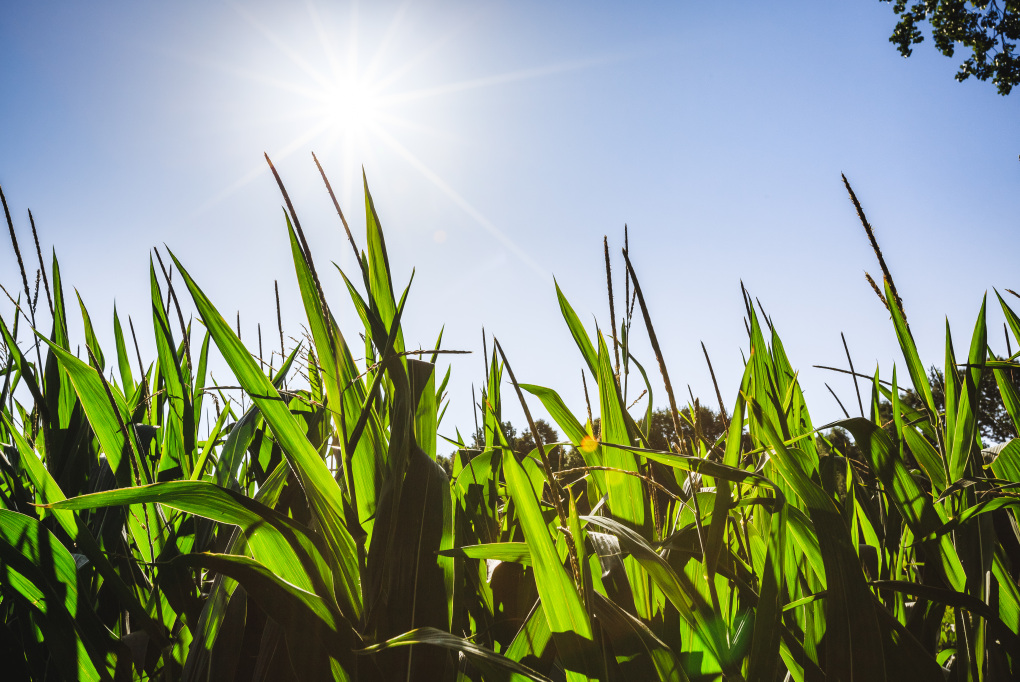 Visionen für die Zukunft der Thüringer Landwirtschaft